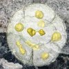 Древни вкаменелости може би са предшественик на последния общ прародител на животните