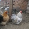 Европа ще ни съди заради кокошките