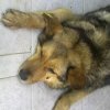 Нови зверства с кучета готвят в Странджа
