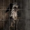 Директорът на ОП „Екоравновесие” трябва да бъде отстранен заради затворения общински кучкарник