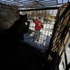 Български специалисти спасяват кафява мечка от плен в Украйна