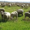 Европарламента настоява за въвеждането на времеви ограничения при транспорта на селскостопански животни 