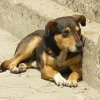 Фандъкова уволни ловец №1 на улични кучета