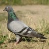 Откриват международна изложба на гълъби в Търговище