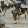 Незабавно приспиване на агресивните бездомни кучета