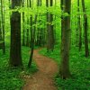 започва Седмица на гората