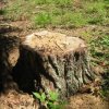 120 дървета на сеч заради кръстовище