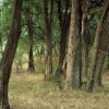 Нова програма за съхраняване на горите