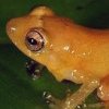 Diasporus citrinobapheus