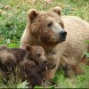 Четири лапи скочи срещу нелегалната търговия с мечки 