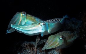 Sepia plangon
