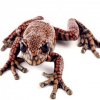 Hyloscirtus princecharlesi
