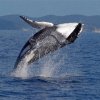 humpback whales