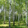 брезички
