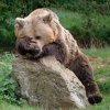Старец се отбранява с пиратки срещу мечки