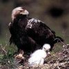 Царски орли осиновиха чуждо орле в Странджа