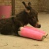 Магаренце с розови наколенки стана звезда във Великобритания