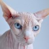 Организират първата на Балканите Международна изложба на породисти котки