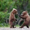 Немски стоматолози преглеждат танцуващите мечки от Белица