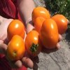 България изобрети нов сорт жълто-оранжеви домати