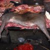 Селяни се гаврят с диви прасета в Разградско