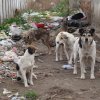 "Четири лапи" започват едномесечна кампания за кастрация на бездомни животни 