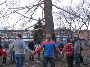 Вековният чинар беше спасен