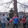 Вековният чинар беше спасен