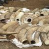 "Бандата на осемте" в търговията със слонова кост 