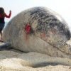 Два мъртви делфина изплуваха във Варна
