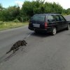 «Четири лапи» настоява за наказания заради умъртвеното куче от Тополово