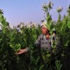 Бум на тютюнопроизводителите в района на Гоце Делчев