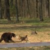 Четири лапи: Роял Канин - организатори на боеве 