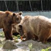 Подстриганата Свобода отново си е у дома