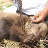 В Украйна ЧЕТИРИ ЛАПИ спасиха мече от нелегални търговци на животни 