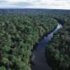 227 дървесни видове доминират Амазония