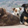 Кучетата в София намалели с 3000