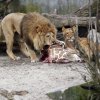 Разчлениха жираф в зоопарк