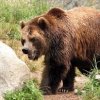 Четири лапи и Министерство на околната среда и водите спасяват мечките Бойка и Станди от незаконния зоокът край Русе