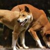 Андреа скочи срещу крадците и убийците на кучета: „Къде спят институциите?“      