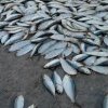 Замърсяване на река Струма е довело до измиране на риба