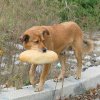 Кметът на столицата поиска национална програма за бездомните кучета