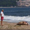 Труп на делфин изхвърли морето край Дюни