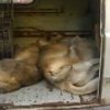 Масово тровят кучета в Люлин