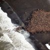 Моржове се струпаха на брега в Аляска заради глобалното затопляне