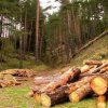 Незаконният дърводобив достига 5 млн. куб.
