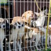 Уличните кучета в София намалели наполовина за 6 години
