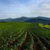 ДФЗ започна изплащането на 218 милиона лева за агроекология