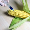 AFP: ЕС одобри търговията с 19 генно модифицирани продукта