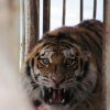  Връщат тигъра Упорний в дивата природа